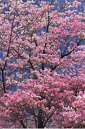 遵从本心！特别好评佳作《Lacuna》NS版正式上线